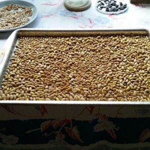 Drying Beans Ireland Creek Annie Beans